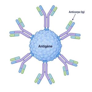 Complexe immun hérisson inflammatoire maladies de peau alchimie interieure Tours